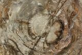 Petrified Wood (Araucaria) Slab - Madagascar #118477-1